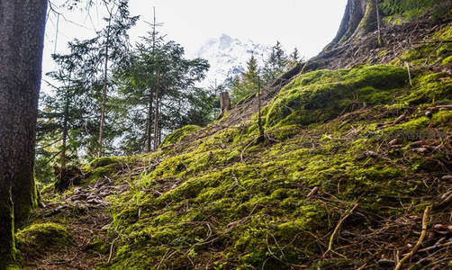 苔藓覆盖山坡，远山雪峰隐约可见