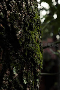 幽暗森林中树干侧面青苔的神秘剪影