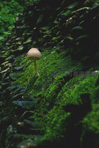孤独蘑菇从青苔石壁间悄然探出头来