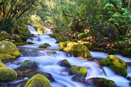 溪流穿石林，苔藓覆青岩