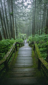 雾中森林里的苔藓木栈道