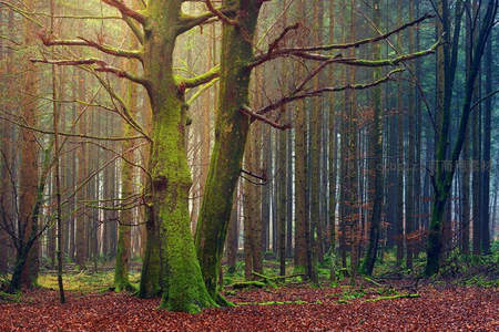 晨雾弥漫的古老森林与苔藓巨树