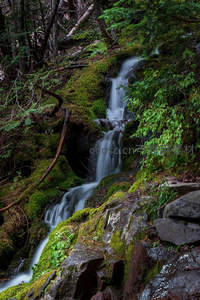 山林深处青苔石缝间的迷你瀑布
