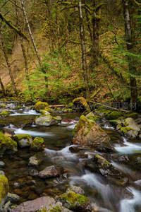 溪流穿林过石，苔藓点缀自然之美