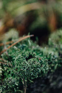 树干上的青苔特写，绒毛状结构纹理清晰