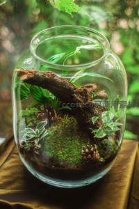 玻璃瓶中的微型生态景观，苔藓与枝叶共生