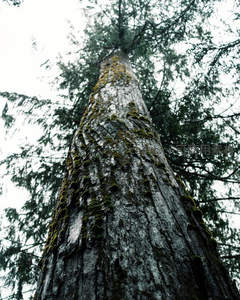 仰拍苍劲古树，树皮斑驳青苔点缀其间
