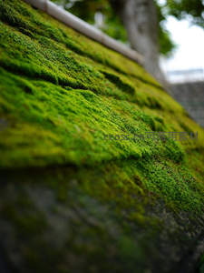 石阶上的浓密青苔，鲜绿如绒毯覆盖表面