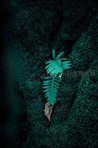 幽暗苔藓间蕨叶，一缕绿意显生机