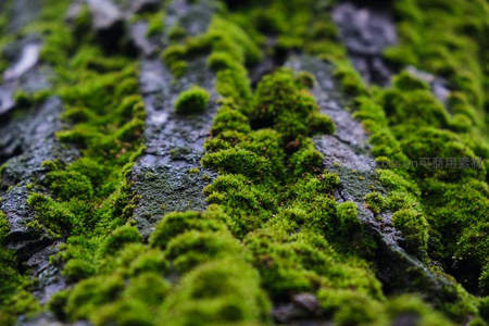 青苔在树皮上蓬勃生长的细节