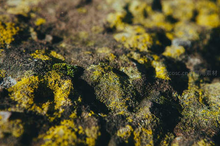 黄绿色苔藓点缀的岩石表面