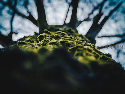 仰拍视角下，青苔覆盖的树冠与天空枝桠交相辉映