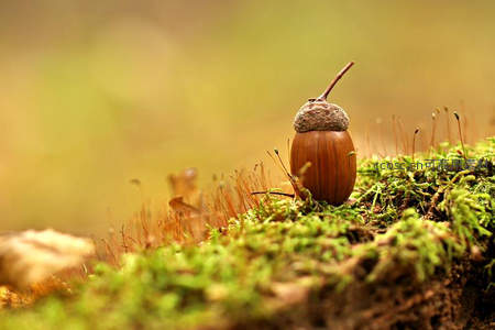 橡果静卧于苔藓之上秋意浓