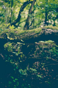 树干上青苔与绿叶交织的森林一角