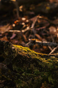 枯木之上青苔蔓延，森林幽静一角