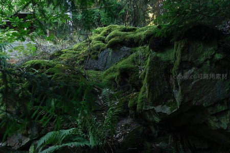 森林深处苔藓覆盖的岩石，蕨类植物环绕幽静