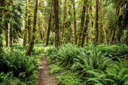 幽静森林小径穿行于苍翠蕨类与古树间