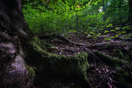 森林深处苔藓覆盖的树根与落叶