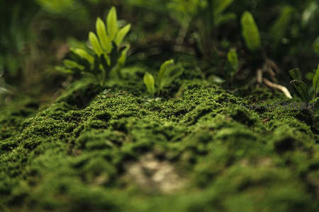 微距镜头下的青苔地毯与嫩芽