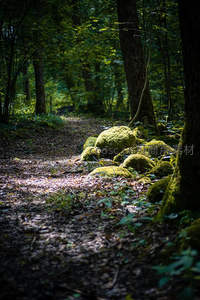 阳光穿透森林苔藓小径