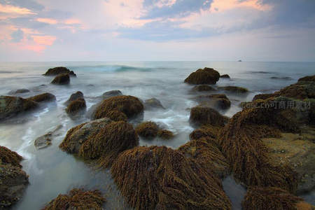 夕阳下的海岸礁石，海藻缠绕如绒毯