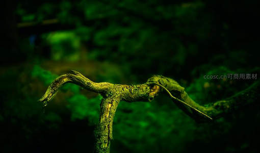 幽林枯枝，暗影中透出生命绿意