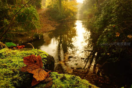 秋叶卧苔溪水畔，林影婆娑时