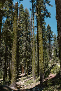 高耸巨杉直指蓝天，林间光影斑驳如画