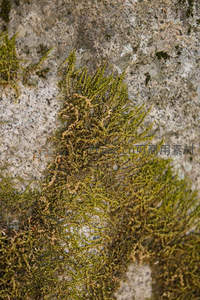 岩石缝隙苔藓蔓延，展现自然生命力的痕迹