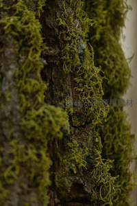 树干上的苔藓如绿绒毯，自然织就的生态画卷