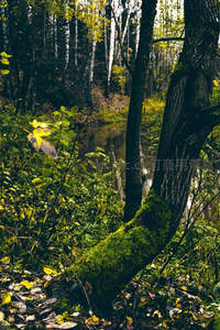 森林溪流旁青苔覆盖的树干