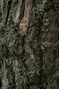 树皮纹理与地衣共生细节