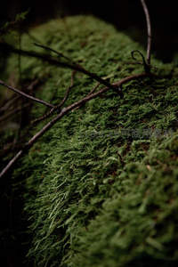 森林深处苔藓覆盖的岩石与枯枝