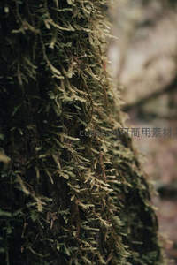 树干上垂挂的细密苔藓，如绿绒帘幕