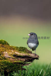 灰雀栖息苔藓木桩，自然静谧瞬间