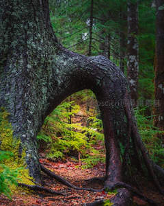 森林奇树根拱门，自然雕琢之美