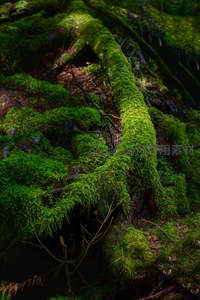 苔藓缠绕腐木，森林生机盎然