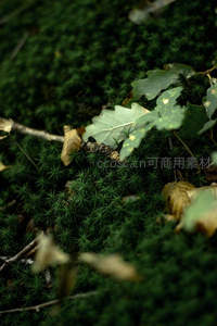 林间苔藓铺地，落叶点缀幽静