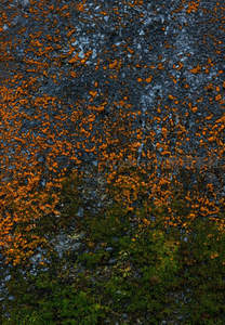 橙绿苔藓覆盖的粗糙石壁特写