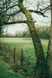 苍劲古树与青苔覆盖的田园风光