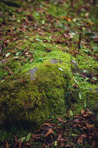 林间落叶中被苔藓温柔包裹的石头