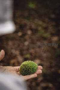 掌心捧着一颗毛茸茸的绿色栗子