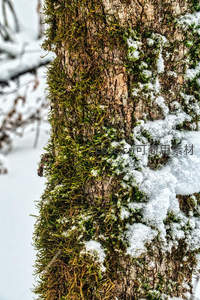 雪覆树干上的青苔在冬日悄然生长