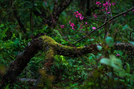 苔藓覆盖的枯枝上绽放粉花