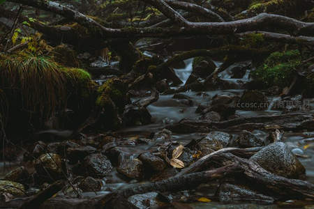 幽暗森林中溪水穿行于枯木间