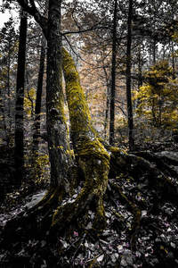 古老森林中覆满苔藓的巨树根