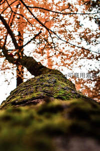 仰望视角下树干与橙红叶冠