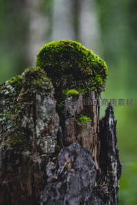 树桩上的青苔微距特写，展现自然生命力