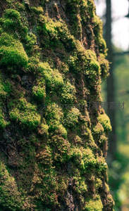 树干青苔密布，阳光斑驳洒落林间