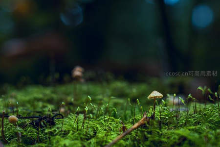 苔藓地毯上的菌类生命群落